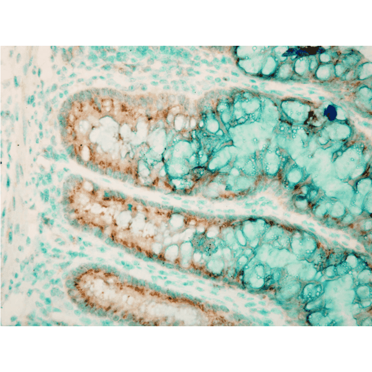Immunohistochemistry - Anti-TLR4 Antibody (A304918) - Antibodies.com
