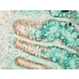 Immunohistochemistry - Anti-TLR4 Antibody (A304918) - Antibodies.com