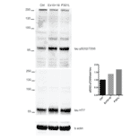 Western Blot - Anti-Tau (phospho Ser202 + Thr205) Antibody [AH36] (A304919) - Antibodies.com