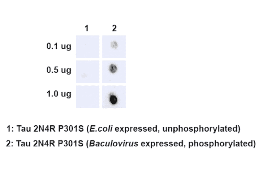Dot Blot - Anti-Tau (phospho Ser202 + Thr205) Antibody [AH36] (A304919) - Antibodies.com