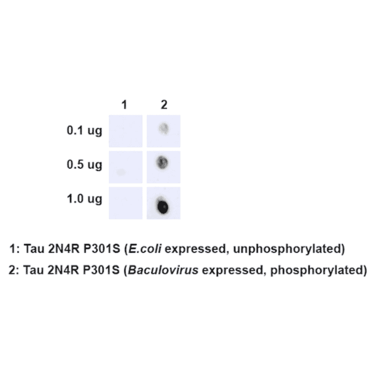 Dot Blot - Anti-Tau (phospho Ser202 + Thr205) Antibody [AH36] (A304919) - Antibodies.com