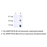 Dot Blot - Anti-Tau (phospho Ser202 + Thr205) Antibody [AH36] (A304919) - Antibodies.com
