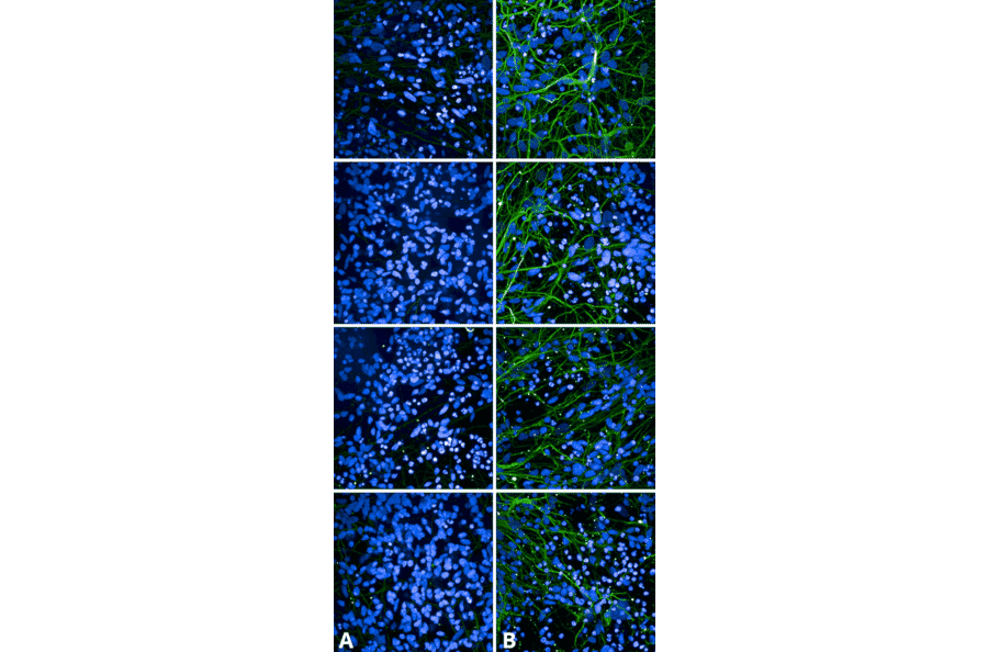 Immunocytochemistry/Immunofluorescence - Anti-Tau (phospho Ser202 + Thr205) Antibody [AH36] (A304919) - Antibodies.com