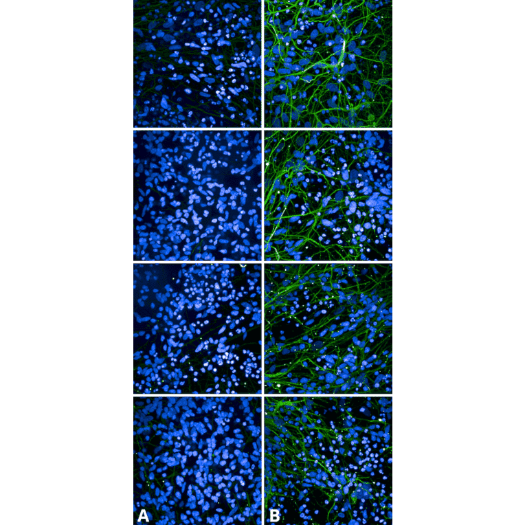 Immunocytochemistry/Immunofluorescence - Anti-Tau (phospho Ser202 + Thr205) Antibody [AH36] (A304919) - Antibodies.com