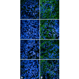 Immunocytochemistry/Immunofluorescence - Anti-Tau (phospho Ser202 + Thr205) Antibody [AH36] (A304919) - Antibodies.com