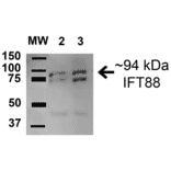 Western Blot - Anti-IFT88 Antibody (A304920) - Antibodies.com