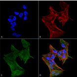 Immunocytochemistry/Immunofluorescence - Anti-IFT88 Antibody (A304920) - Antibodies.com