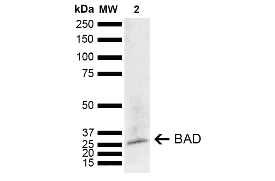 Western Blot - Anti-Bad Antibody (A304922) - Antibodies.com