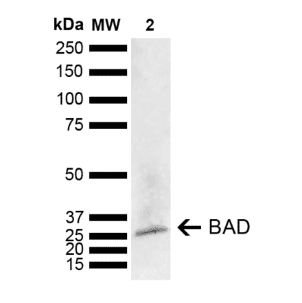 Western Blot - Anti-Bad Antibody (A304922) - Antibodies.com