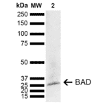 Western Blot - Anti-Bad Antibody (A304922) - Antibodies.com