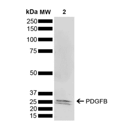 Western Blot - Anti-PDGF B Antibody (A304924) - Antibodies.com