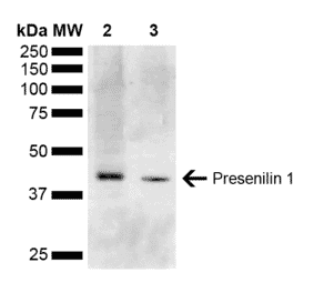 Western Blot - Anti-Presenilin 1 Antibody (A304926) - Antibodies.com