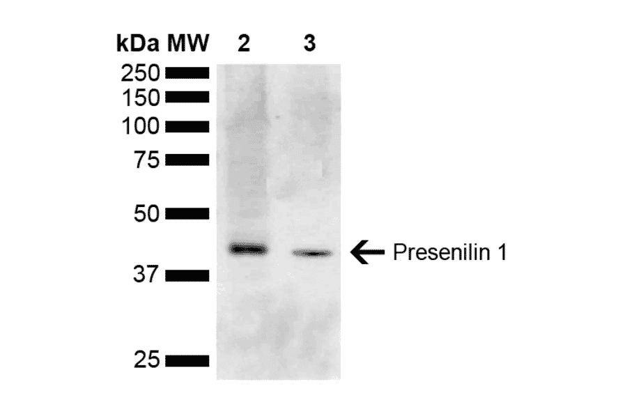 Western Blot - Anti-Presenilin 1 Antibody (A304926) - Antibodies.com