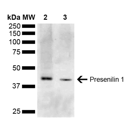 Western Blot - Anti-Presenilin 1 Antibody (A304926) - Antibodies.com