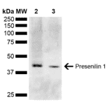 Western Blot - Anti-Presenilin 1 Antibody (A304926) - Antibodies.com