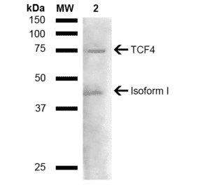 Western Blot - Anti-TCF4 Antibody (A304927) - Antibodies.com