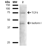 Western Blot - Anti-TCF4 Antibody (A304927) - Antibodies.com