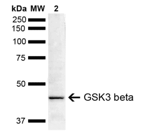Western Blot - Anti-GSK3 beta Antibody (A304928) - Antibodies.com