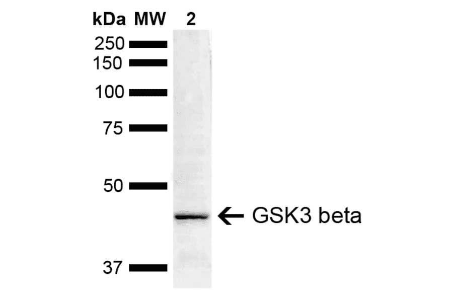 Western Blot - Anti-GSK3 beta Antibody (A304928) - Antibodies.com