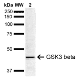 Western Blot - Anti-GSK3 beta Antibody (A304928) - Antibodies.com