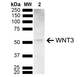 Western Blot - Anti-Wnt3 Antibody (A304929) - Antibodies.com