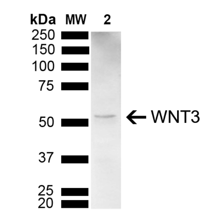 Western Blot - Anti-Wnt3 Antibody (A304929) - Antibodies.com