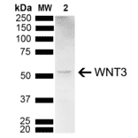 Western Blot - Anti-Wnt3 Antibody (A304929) - Antibodies.com