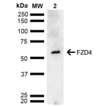 Western Blot - Anti-Frizzled 4 Antibody (A304930) - Antibodies.com