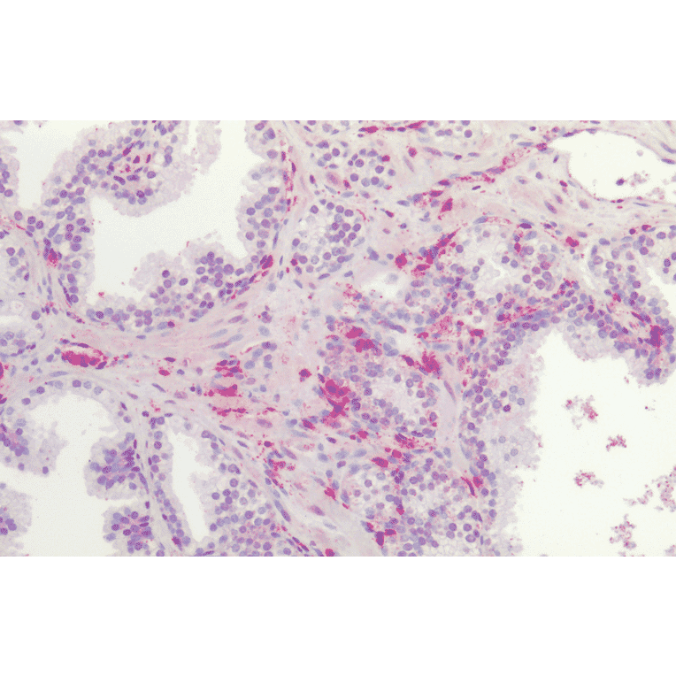 Immunohistochemistry - Anti-Frizzled 4 Antibody (A304930) - Antibodies.com