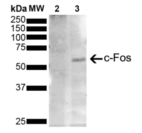 Western Blot - Anti-c-Fos Antibody [12G11] (A304931) - Antibodies.com