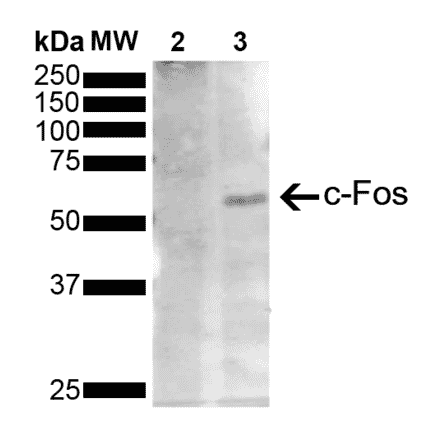 Western Blot - Anti-c-Fos Antibody [12G11] (A304931) - Antibodies.com