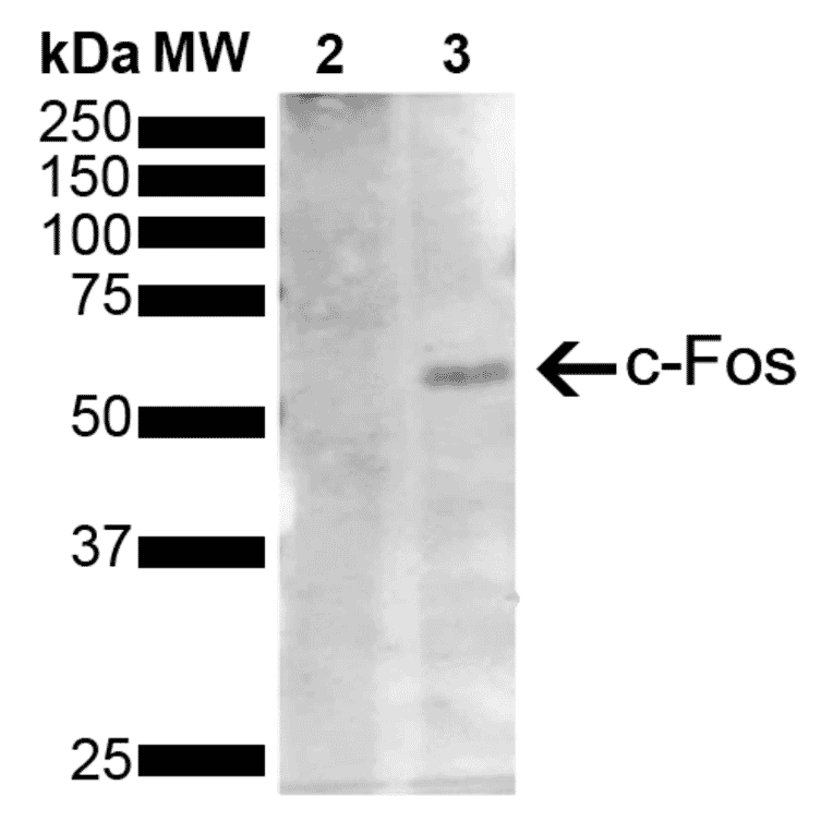Western Blot - Anti-c-Fos Antibody [12G11] (A304931) - Antibodies.com