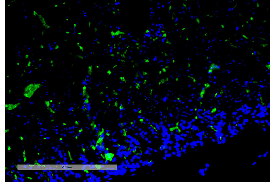 Immunohistochemistry - Anti-c-Fos Antibody [12G11] (A304931) - Antibodies.com