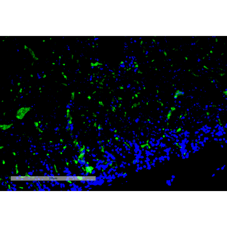 Immunohistochemistry - Anti-c-Fos Antibody [12G11] (A304931) - Antibodies.com