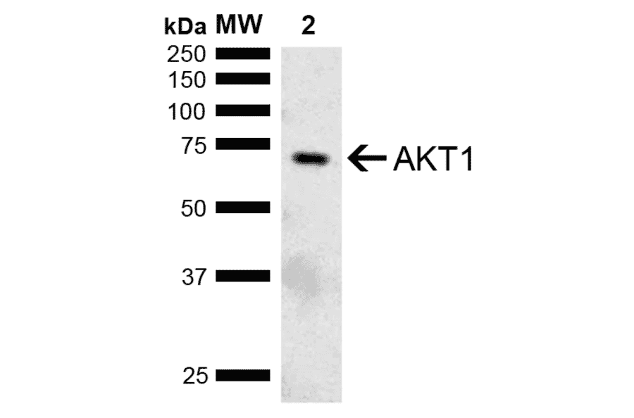 Western Blot - Anti-AKT1 Antibody (A304932) - Antibodies.com