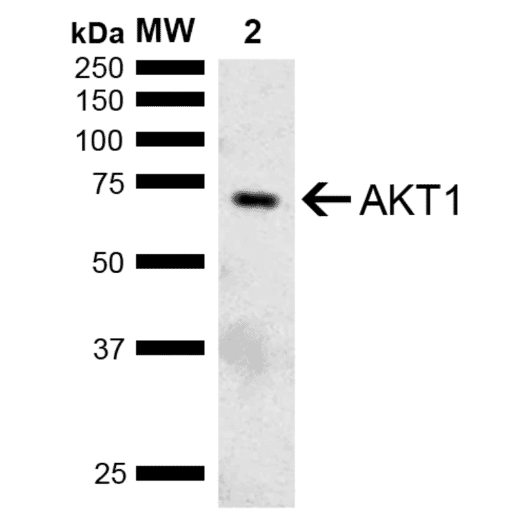 Western Blot - Anti-AKT1 Antibody (A304932) - Antibodies.com