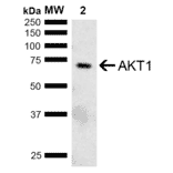 Western Blot - Anti-AKT1 Antibody (A304932) - Antibodies.com