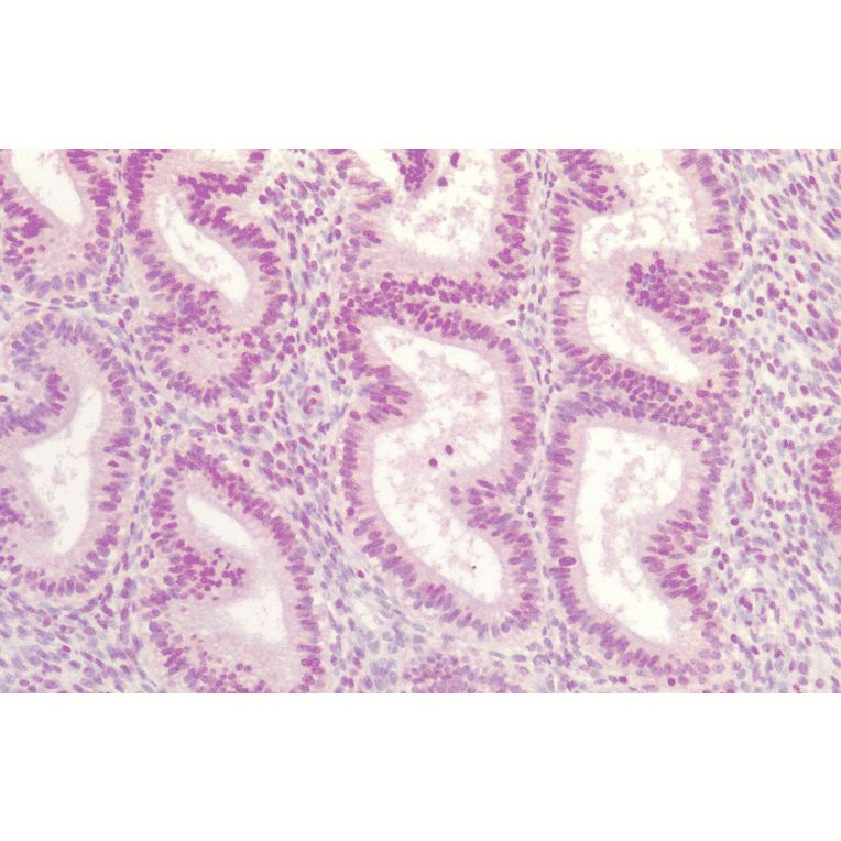 Immunohistochemistry - Anti-AKT1 Antibody (A304932) - Antibodies.com