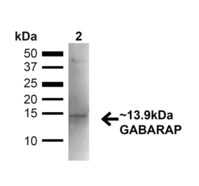 Western Blot - Anti-GABARAP Antibody (A304934) - Antibodies.com