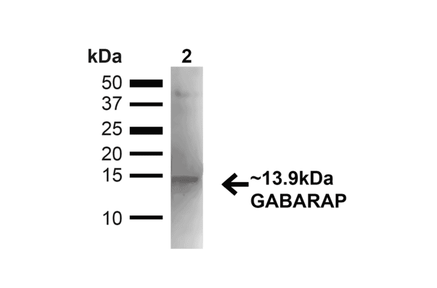 Western Blot - Anti-GABARAP Antibody (A304934) - Antibodies.com