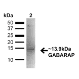 Western Blot - Anti-GABARAP Antibody (A304934) - Antibodies.com