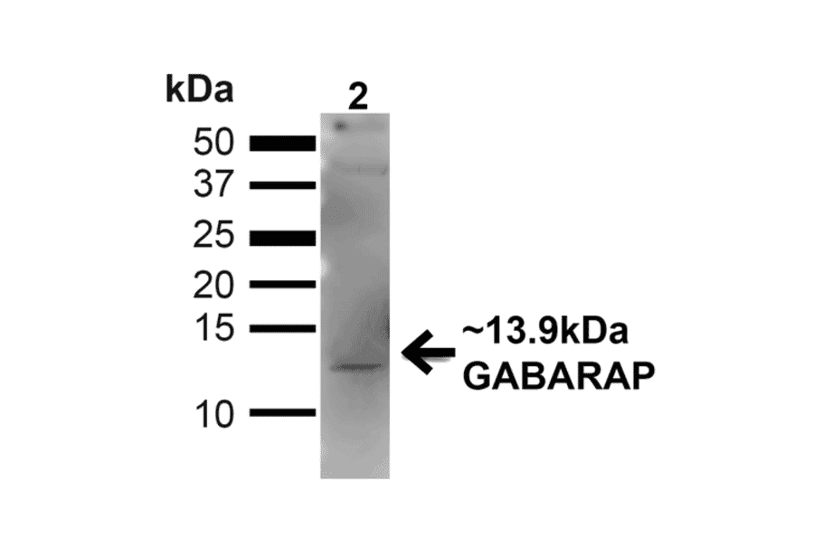 Western Blot - Anti-GABARAP Antibody (A304934) - Antibodies.com