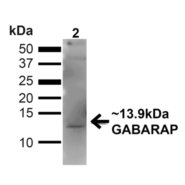 Western Blot - Anti-GABARAP Antibody (A304934) - Antibodies.com