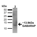Western Blot - Anti-GABARAP Antibody (A304934) - Antibodies.com