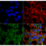 Immunocytochemistry/Immunofluorescence - Anti-GABARAP Antibody (A304934) - Antibodies.com