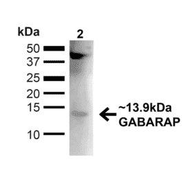 Western Blot - Anti-GABARAP Antibody (A304935) - Antibodies.com