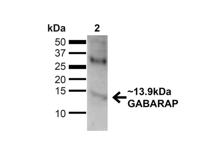 Western Blot - Anti-GABARAP Antibody (A304935) - Antibodies.com