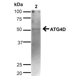Western Blot - Anti-ATG4D Antibody (A304936) - Antibodies.com