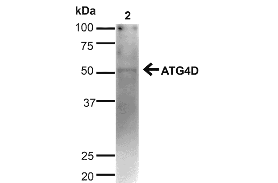 Western Blot - Anti-ATG4D Antibody (A304936) - Antibodies.com