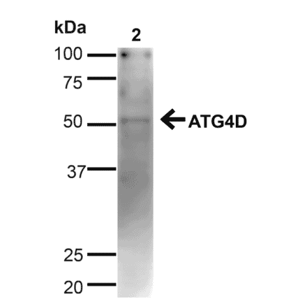 Western Blot - Anti-ATG4D Antibody (A304936) - Antibodies.com